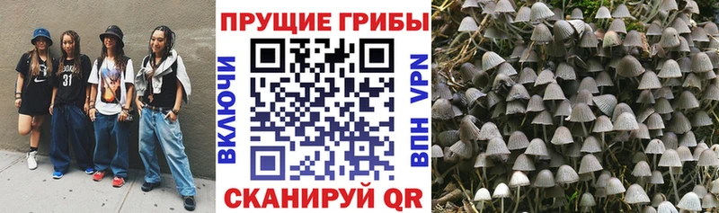 Галлюциногенные грибы Psilocybe  наркота  Буинск 
